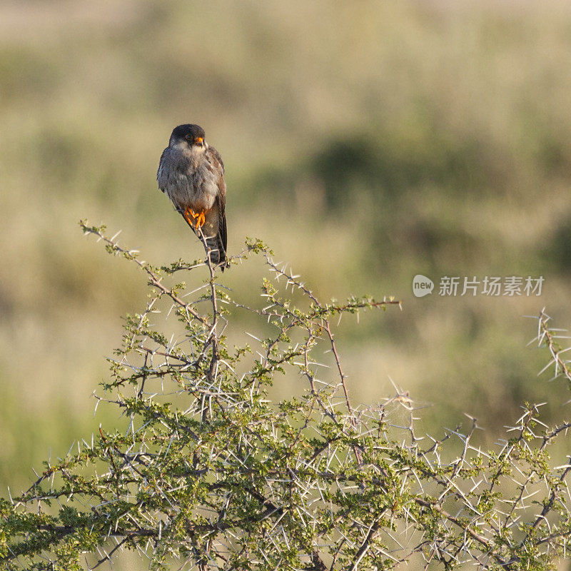 Amur Falcon, Falco amurensis, on acacia; Etosha N.P., Namibia, Africa